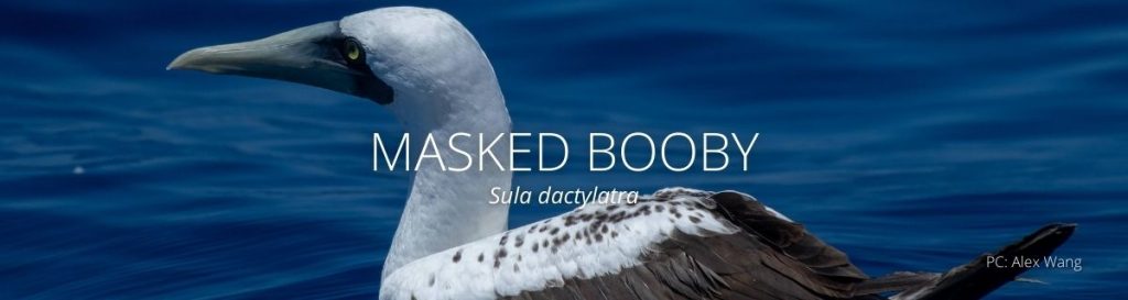 webpage header of masked booby