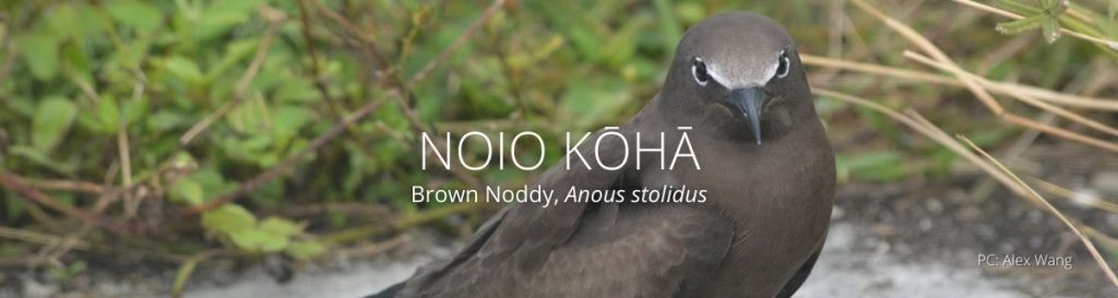 wepbage header of brown noddy