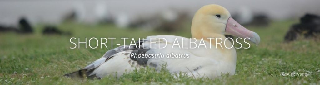 webpage header of short-tailed albatross