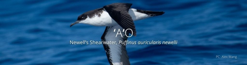 webpage header of ao or newells shearwater