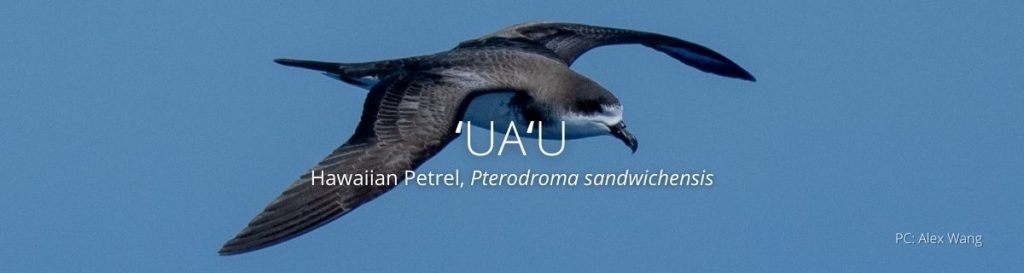 webpage header of uau