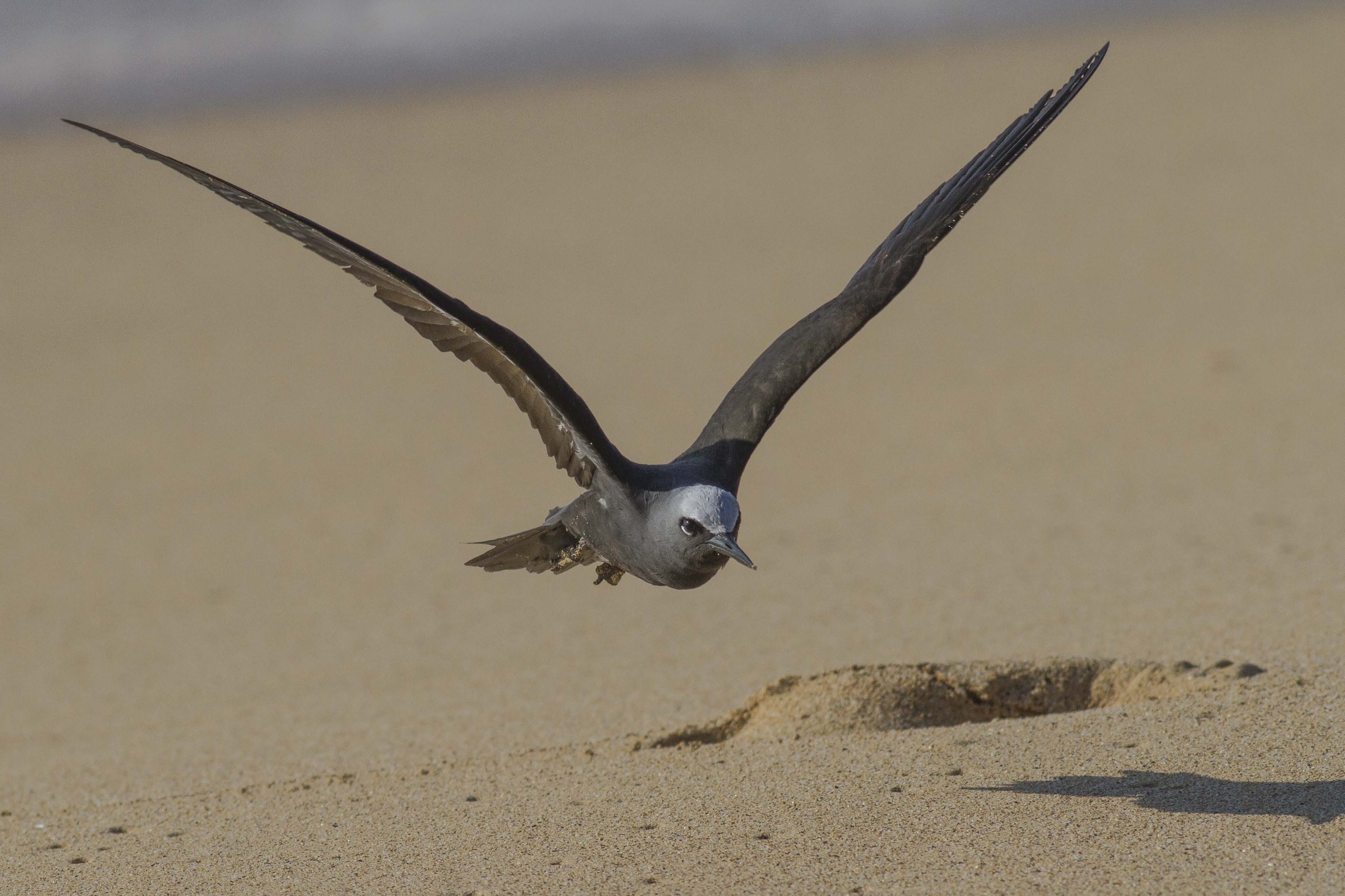 image of noio flying