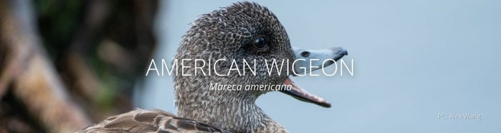 webpage header of american wigeon