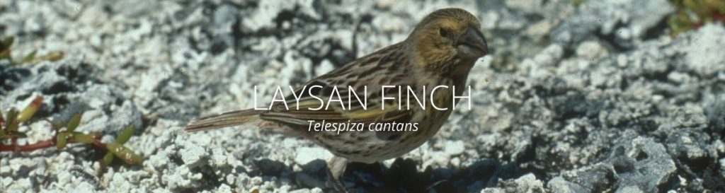 webpage header of laysan finch