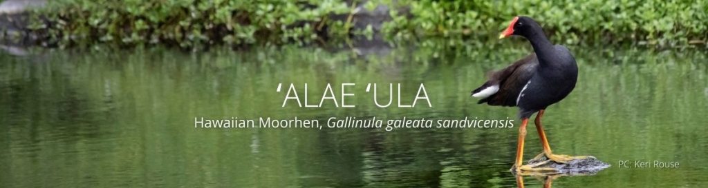 webpage header of alea ula