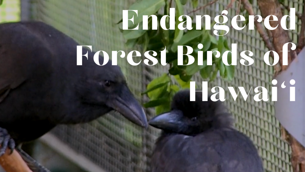 visual button for endangered forest birds video