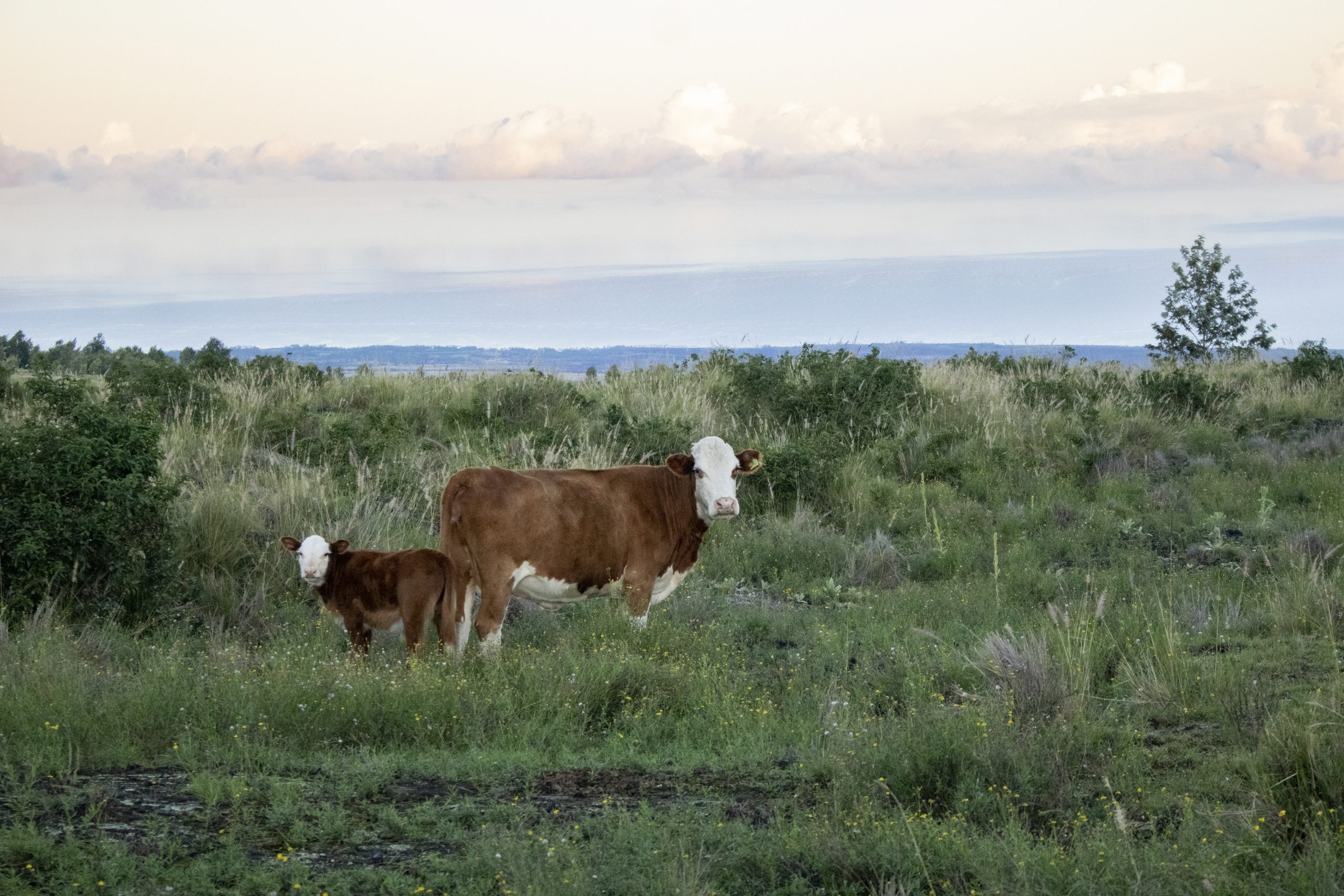 image of cattle