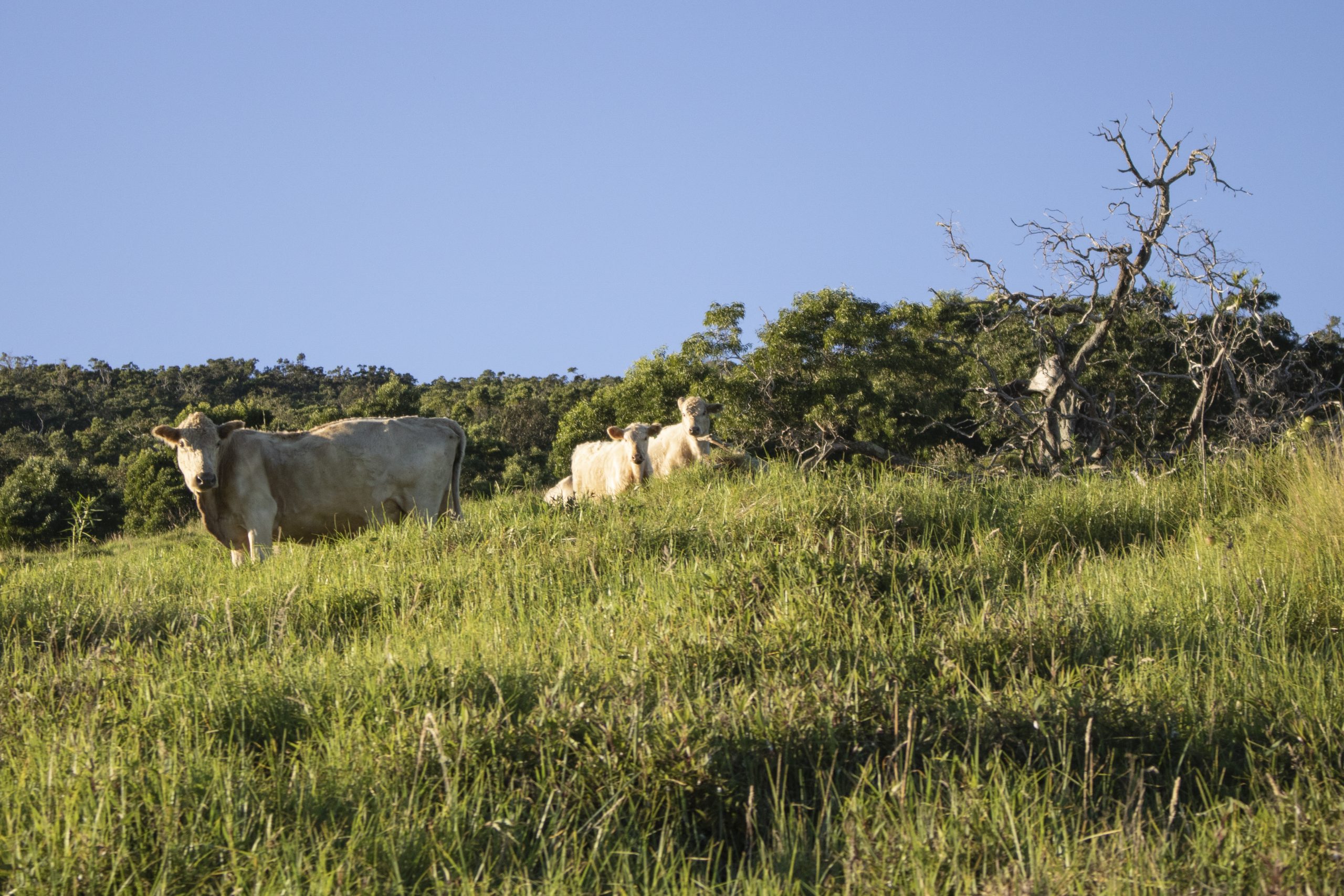 image of cattle