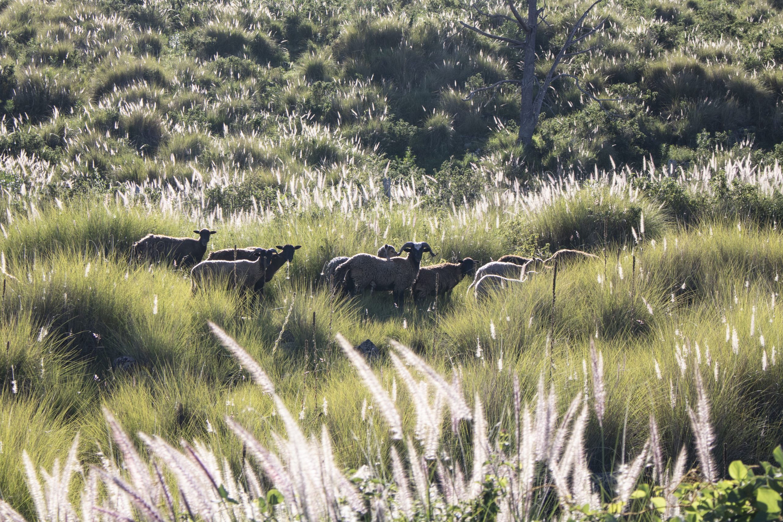 image of cattle