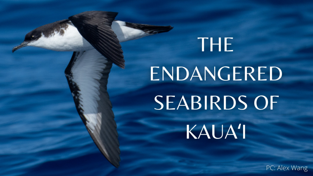 endangered seabird of kauai video thumbnail