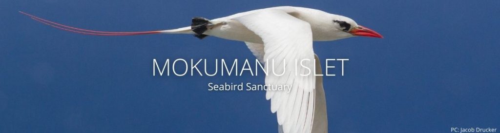 webpage header of mokumanu islet