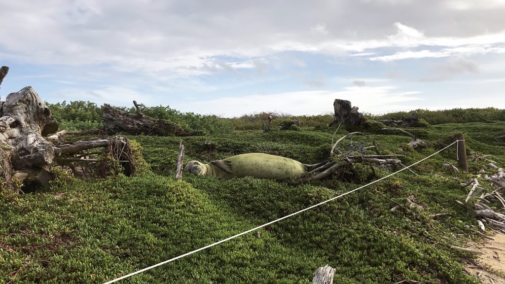 monk seal resting in mokuauia islet