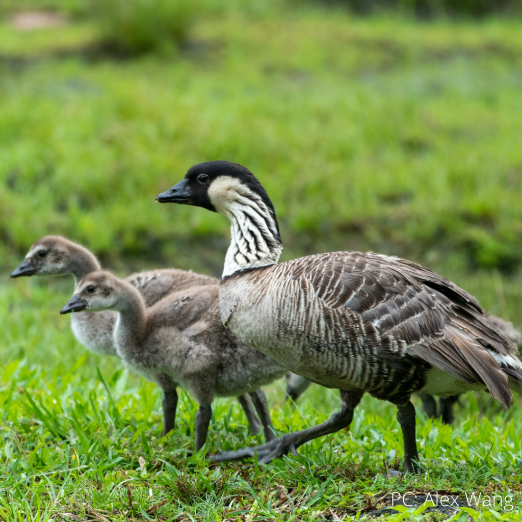 image of nene with two goslings
