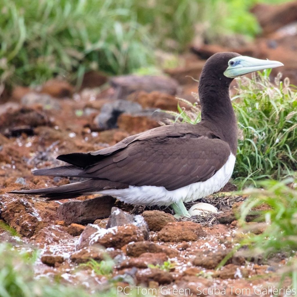 image of brown footed booby