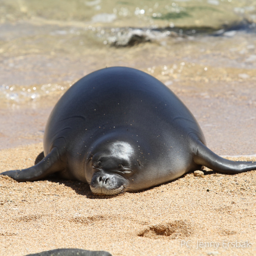 image of hawaiian monk seal 