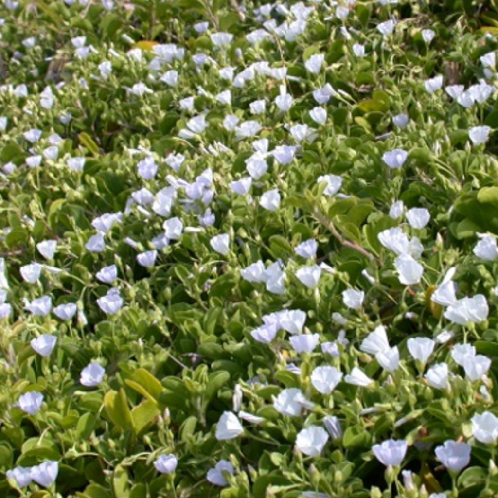 image of field of flowers