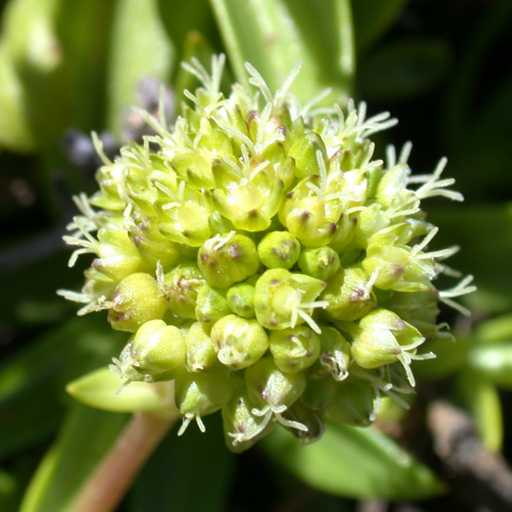 image of Maolioli plant 