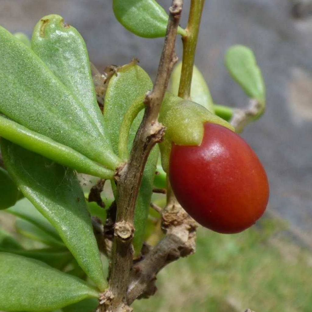 image of ohelo kai plant