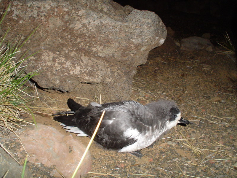 image of a juvenile wedge-tailed shearwater