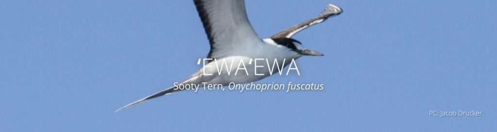 webpage header of ewa ewa