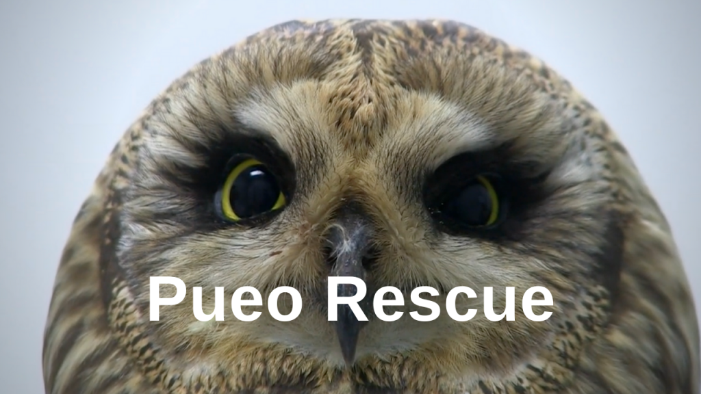 pueo rescue visual button