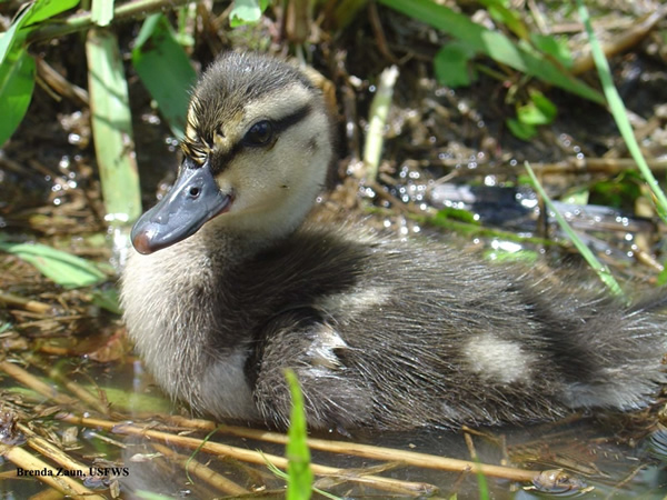 image of koloa duckling