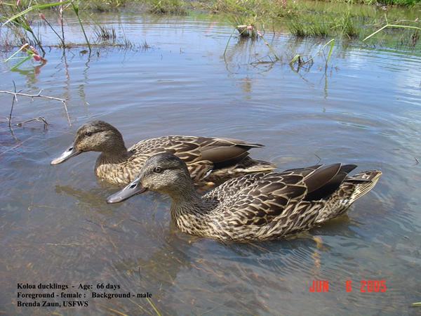 image of pair of hawaiian ducks