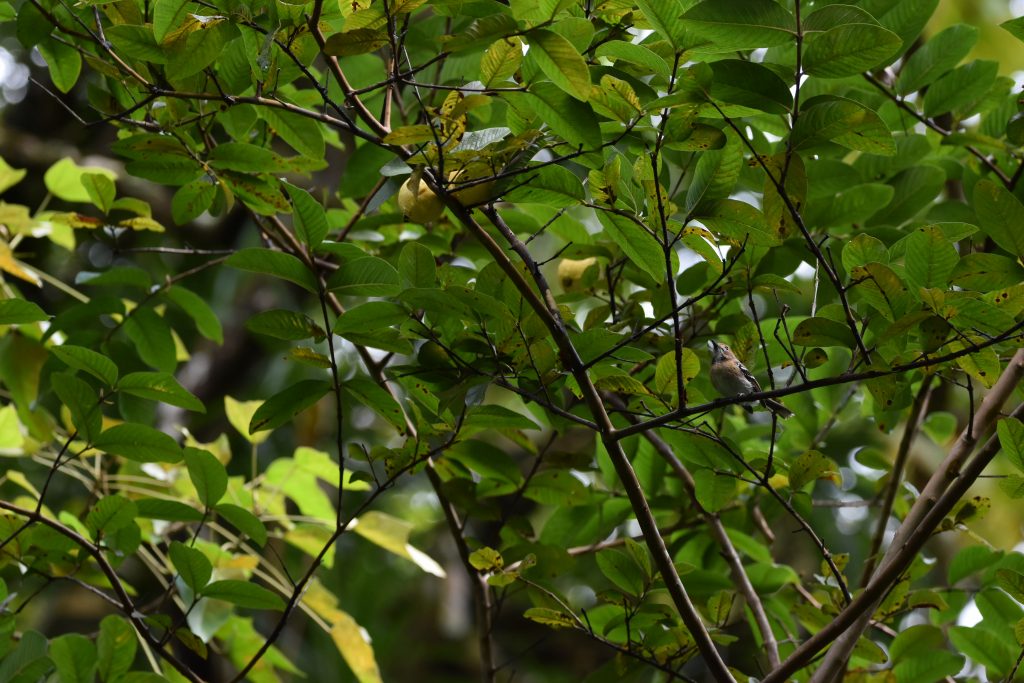 image of oahu elepaio in branch of tree