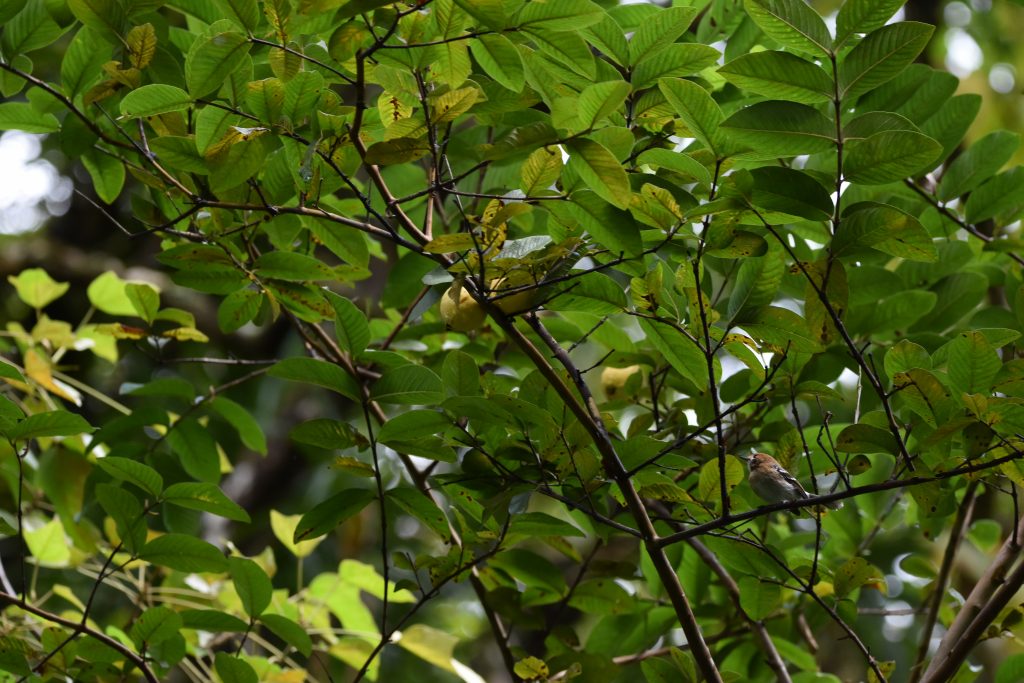 image of oahu elapaio in branch of tree
