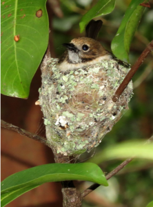 image of oahu elepaio in nest