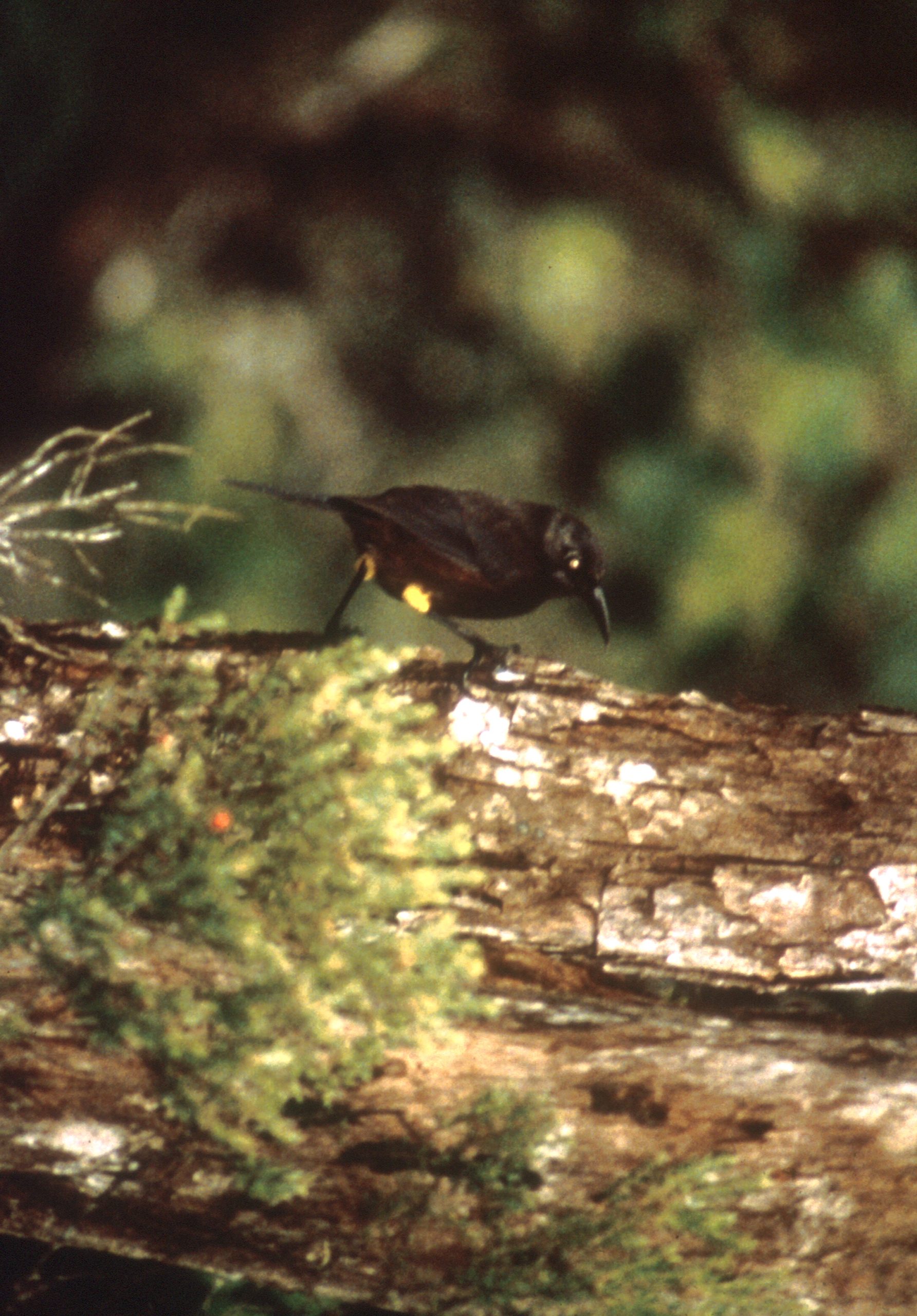 Division Of Forestry And Wildlife: Wildlife Program | Kauaʻi ʻōʻō