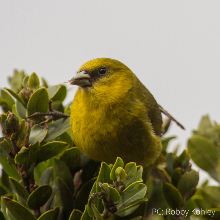 Division of Forestry and Wildlife Wildlife Program Native Birds of