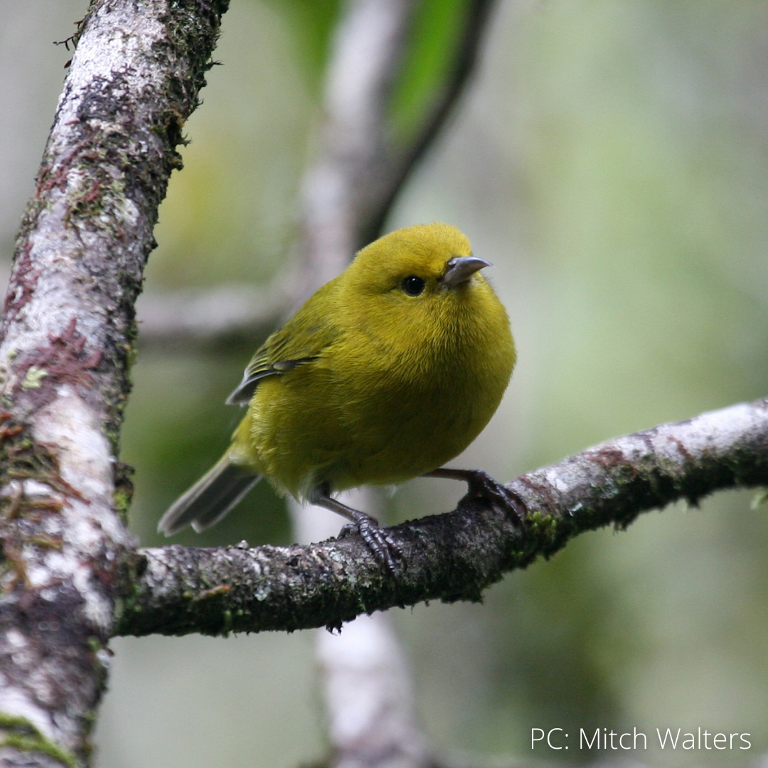 Division of Forestry and Wildlife: Wildlife Program | Native Birds of ...