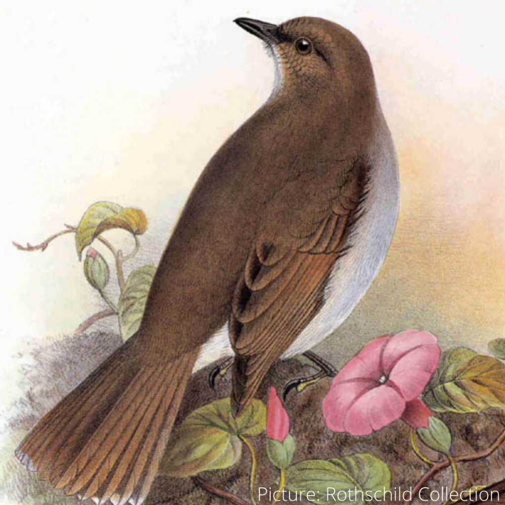 image of drawing of kamao bird
