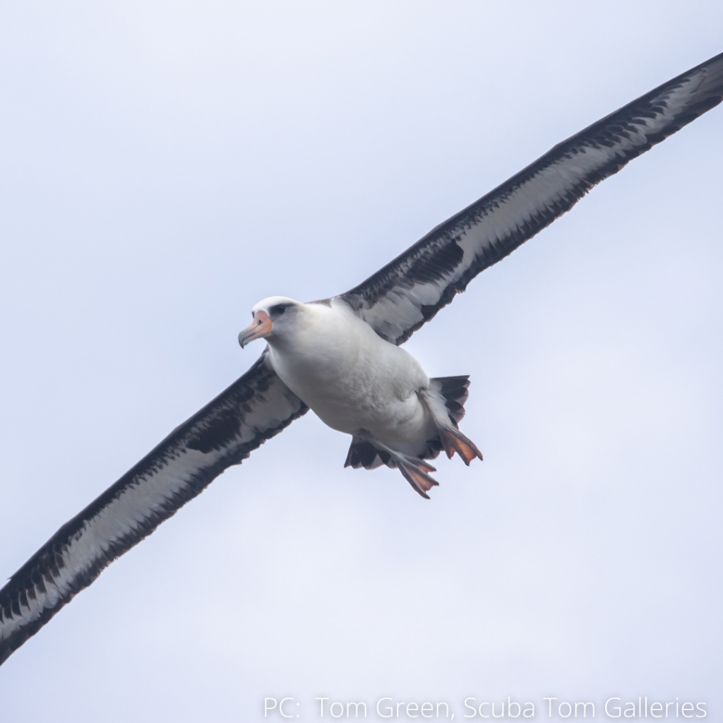 image of laysan albatross flying