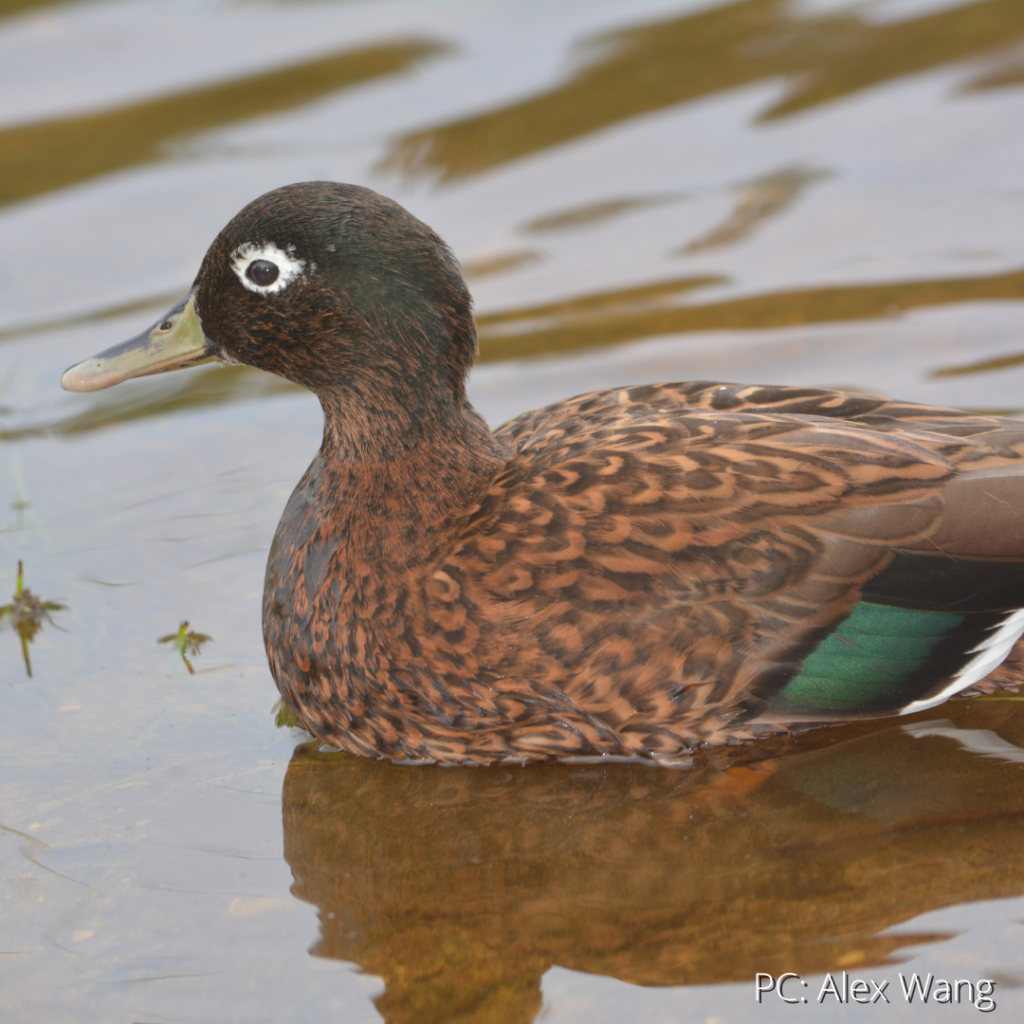 image of laysan duck