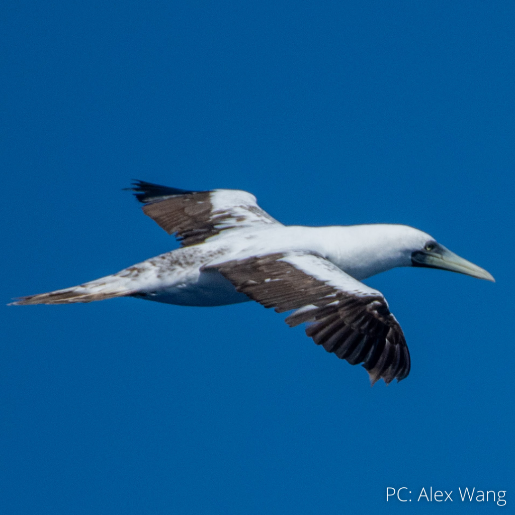 image of a masked booby flying