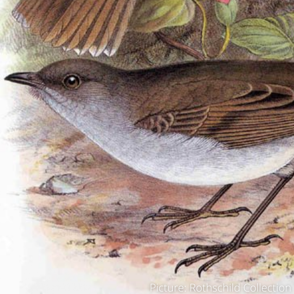 image of a drawing of the olomao bird