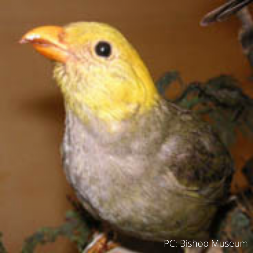 image of extinct bird ou