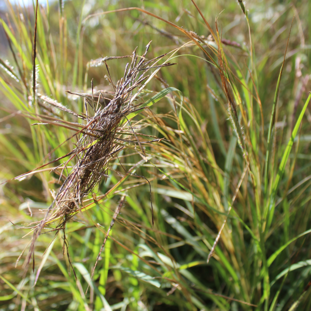 image of pili grass