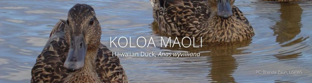 webpage header of koloa maoli