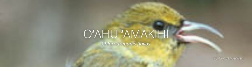 webpage header of oahu amakihi