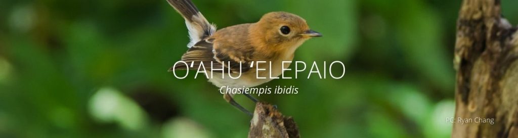 webpage header of oahu elepaio