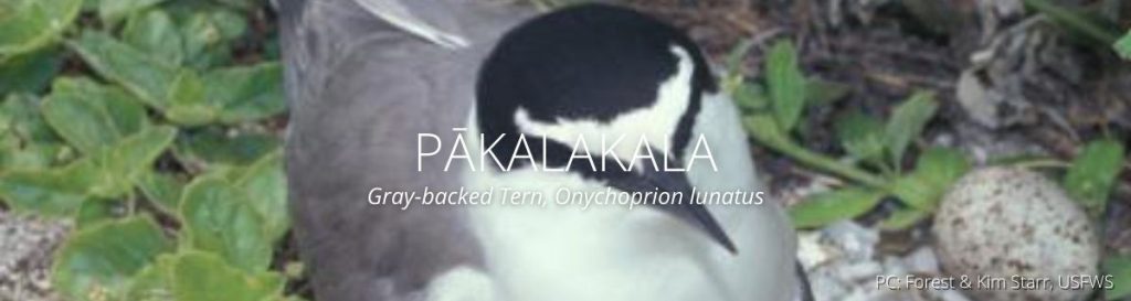 webpage header of pakalakala