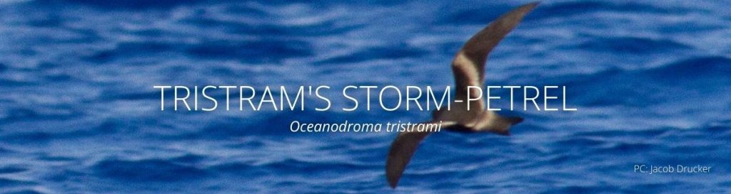 webpage header of tristrams storm petrel