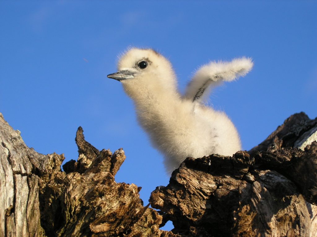 image of a white tern chick