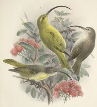 image of three kauai akialoa