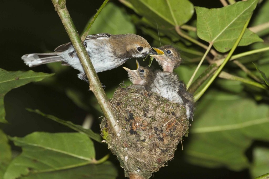 image of oahu elepaio feeding nestlings