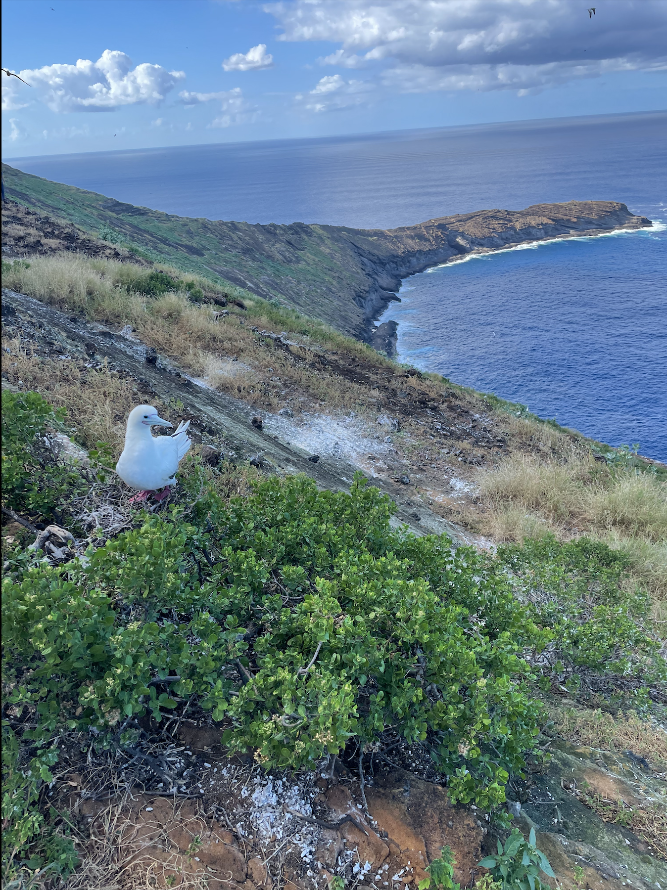 image of lehua