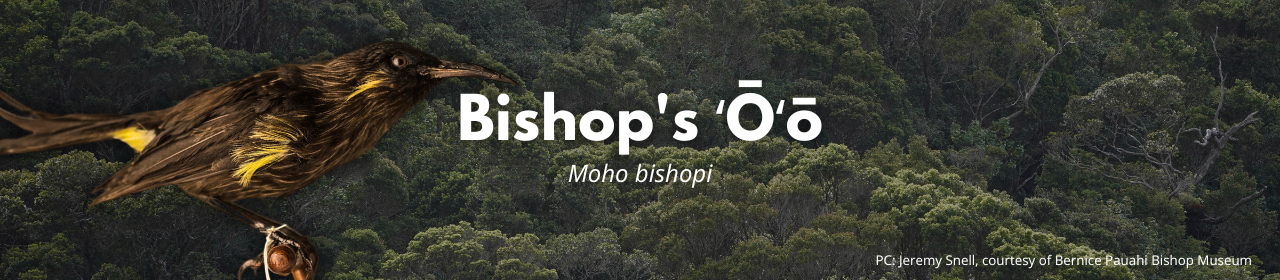 Bishop's ʻŌʻō